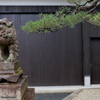 早春の大将軍八神社 2019 その２
