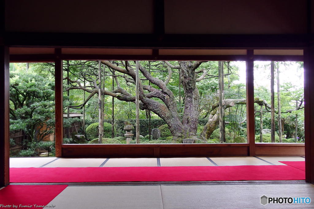 梅雨の晴れ間の宝泉院(再) その２