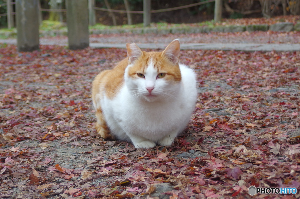 哲猫　その１