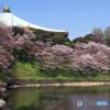 皇居の桜　その１