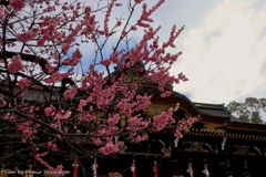 早春の北野天満宮 2019 その１