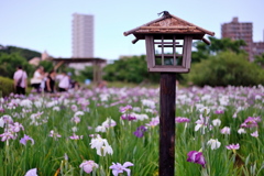 小岩菖蒲園　２０１９水無月 その３