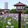 小岩菖蒲園　２０１９水無月 その３