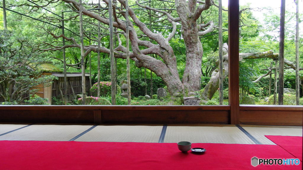 梅雨の晴れ間の宝泉院　その１