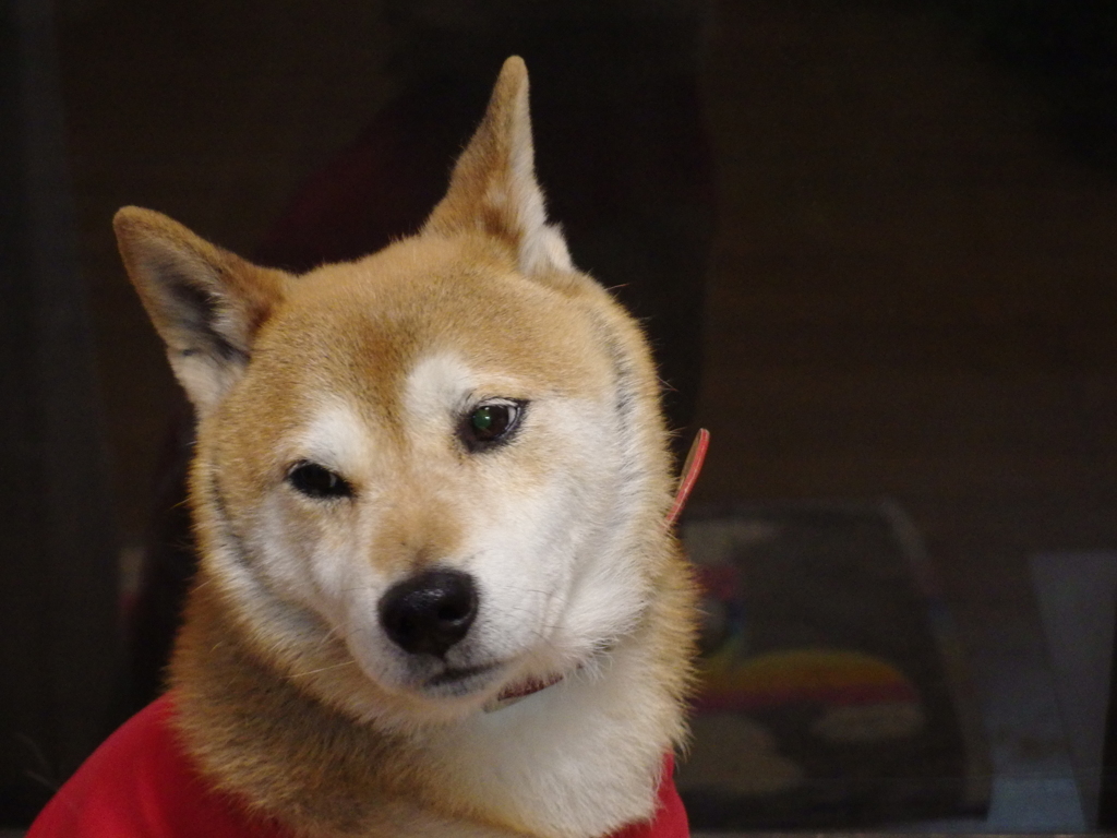 うつむく柴犬　その２