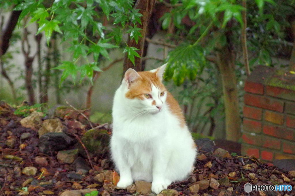 梅雨の哲猫　その５