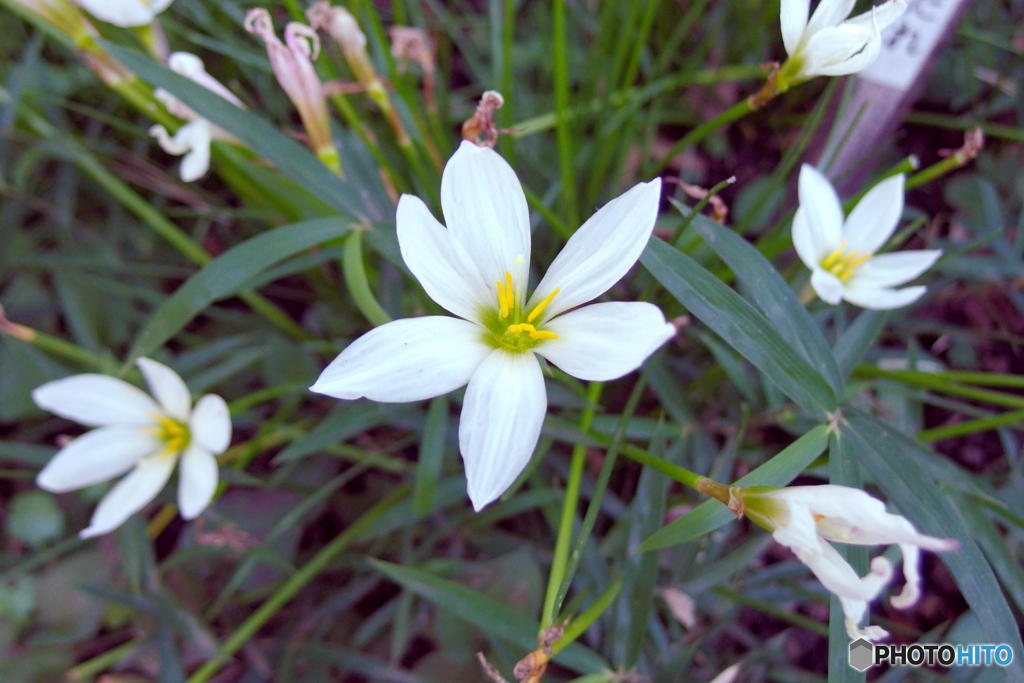 向島百花園にて　その５