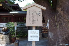 盛夏の晴明神社　その４