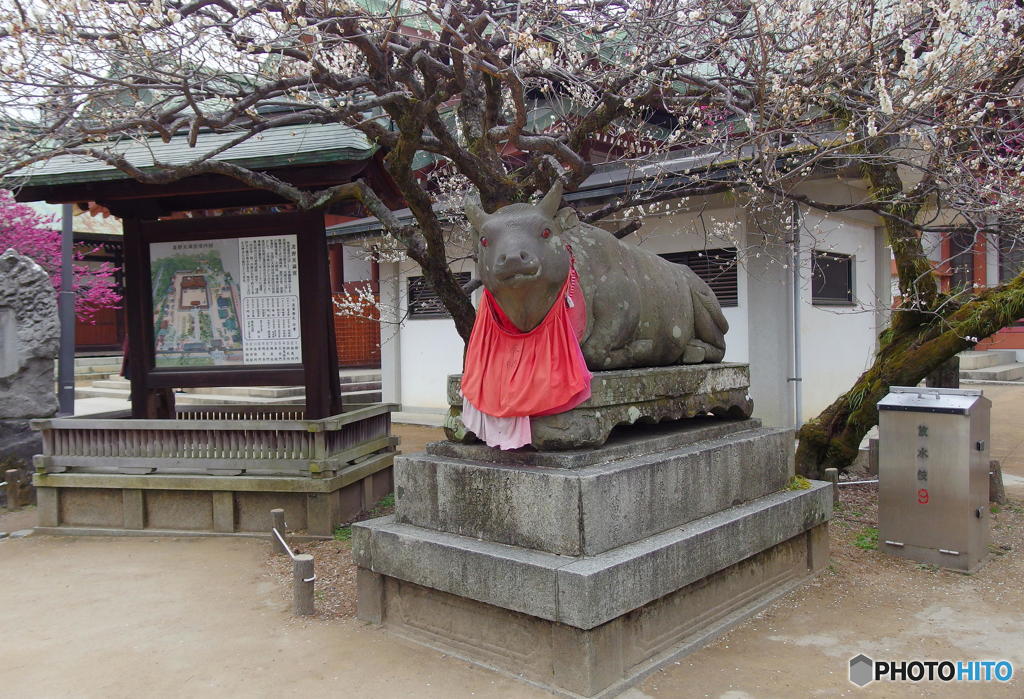 北野天満宮の梅　その２