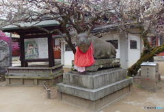 北野天満宮の梅　その２