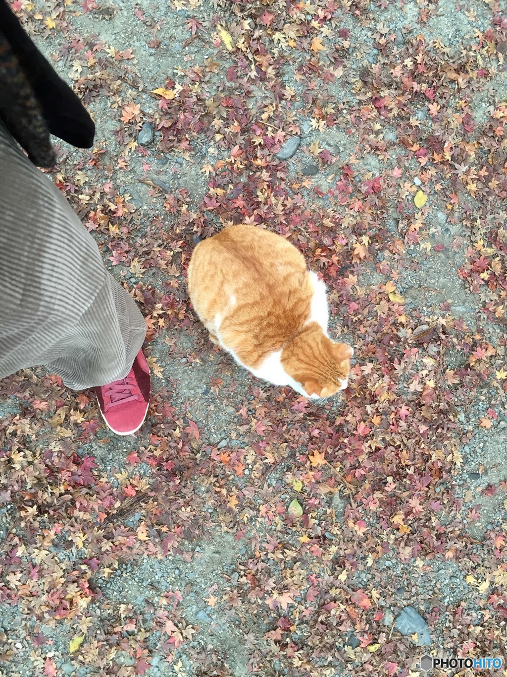 猫(PUMA)のスニーカーと猫  その２