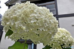 近所の紫陽花　その２