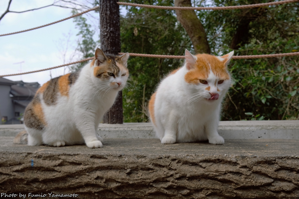 早春の哲猫 2019 その１0