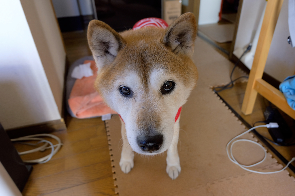 柴犬"ふくちゃん"15歳　その１