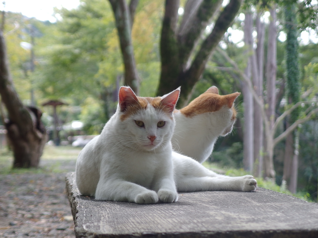 オマエ、１年ブリダニャッ !?　その３