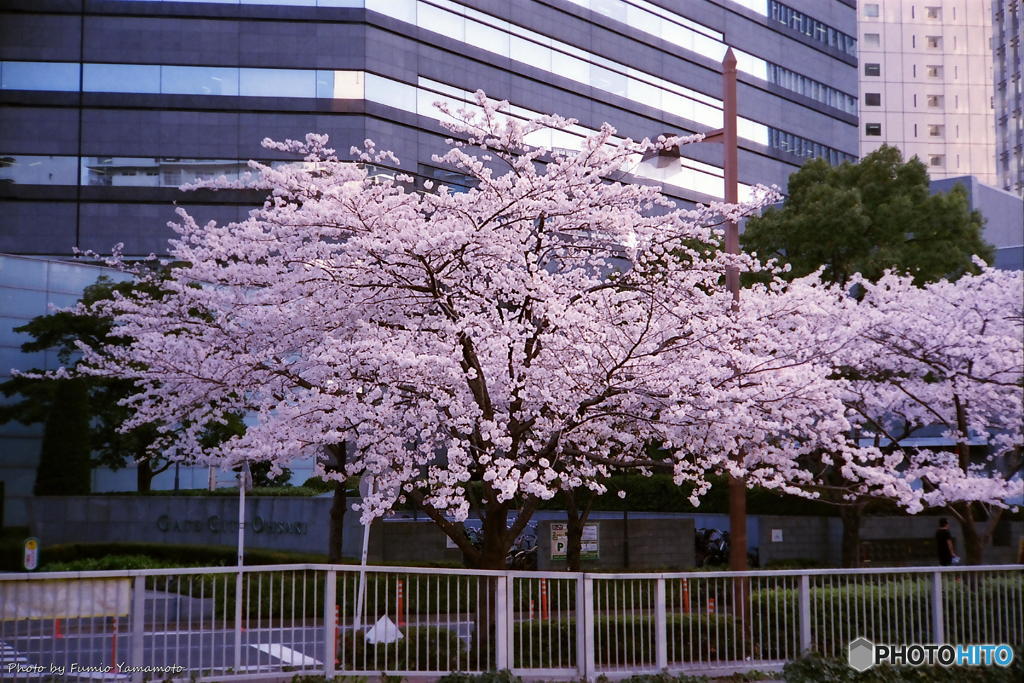 ご隠居(Nikon SP)の試写(2018年桜編)　その２