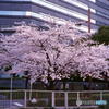 ご隠居(Nikon SP)の試写(2018年桜編)　その２