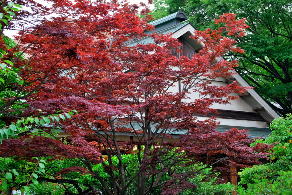 清澄庭園 ２０１９水無月 その１0