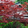 清澄庭園 ２０１９水無月 その１0