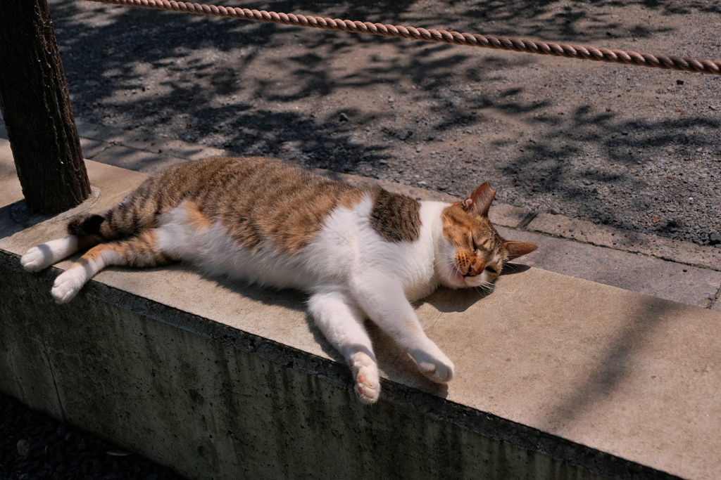 盛夏の哲猫　2019 文月 その４