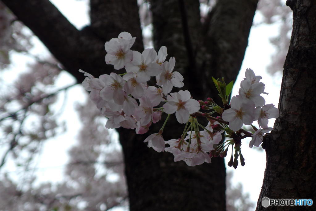 大崎の桜　その５