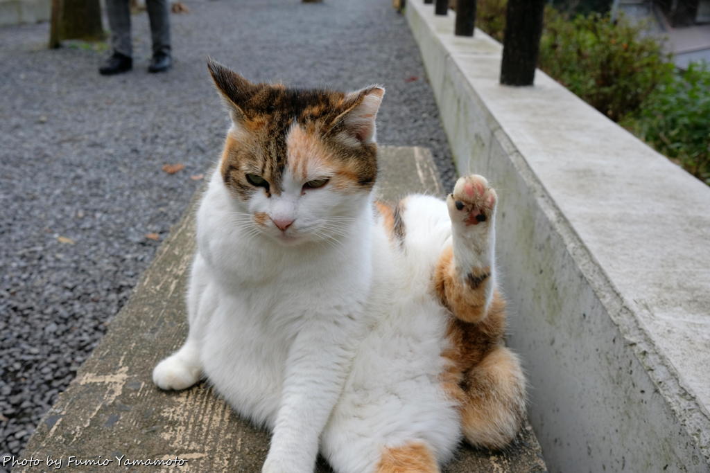 早春の哲猫 2019 その３