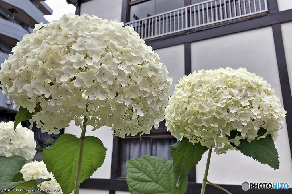近所の紫陽花　その１