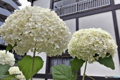近所の紫陽花　その１