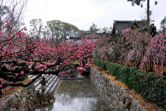 早春の北野天満宮 2019 蔵出し その２