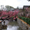 早春の北野天満宮 2019 蔵出し その２