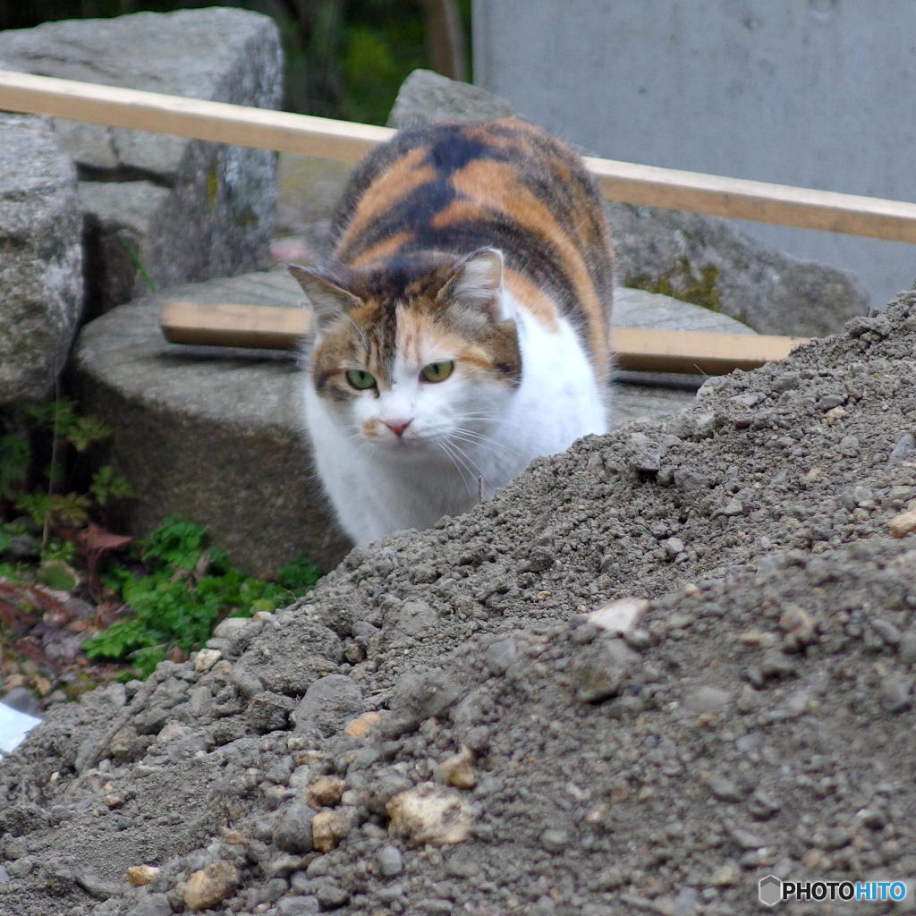 早春の哲猫　その１１