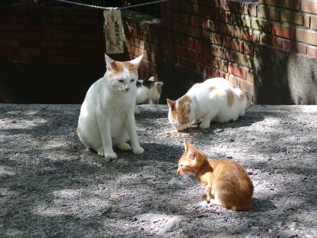 哲学の道の猫　その５