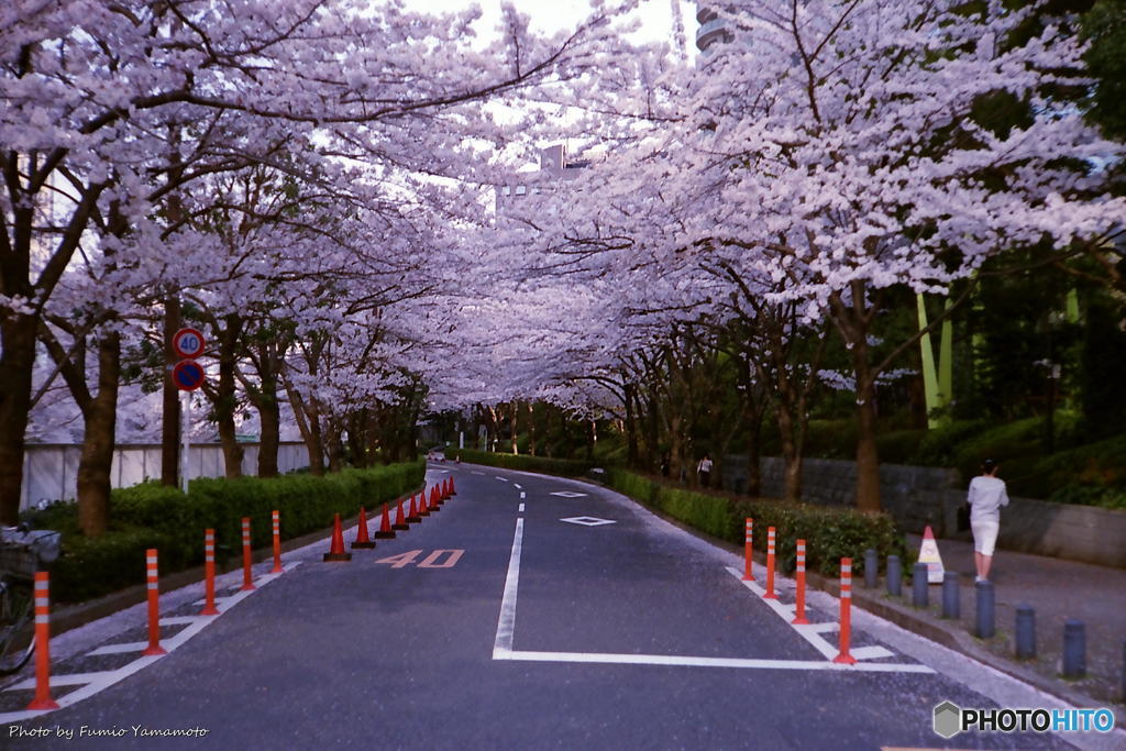 ご隠居(Nikon SP)の試写(2018年桜 編)　その１