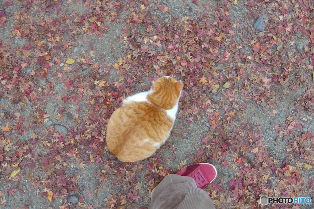 猫(PUMA)のスニーカーと猫  その1