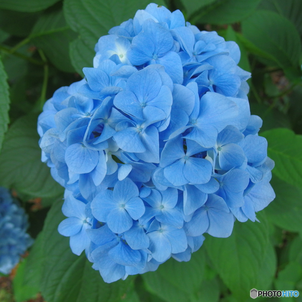 梅雨の花一輪　その２