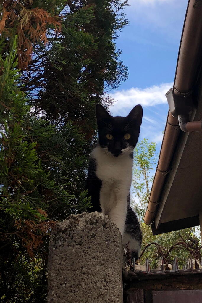 そんな目で見ないでください…(￣▽￣;)