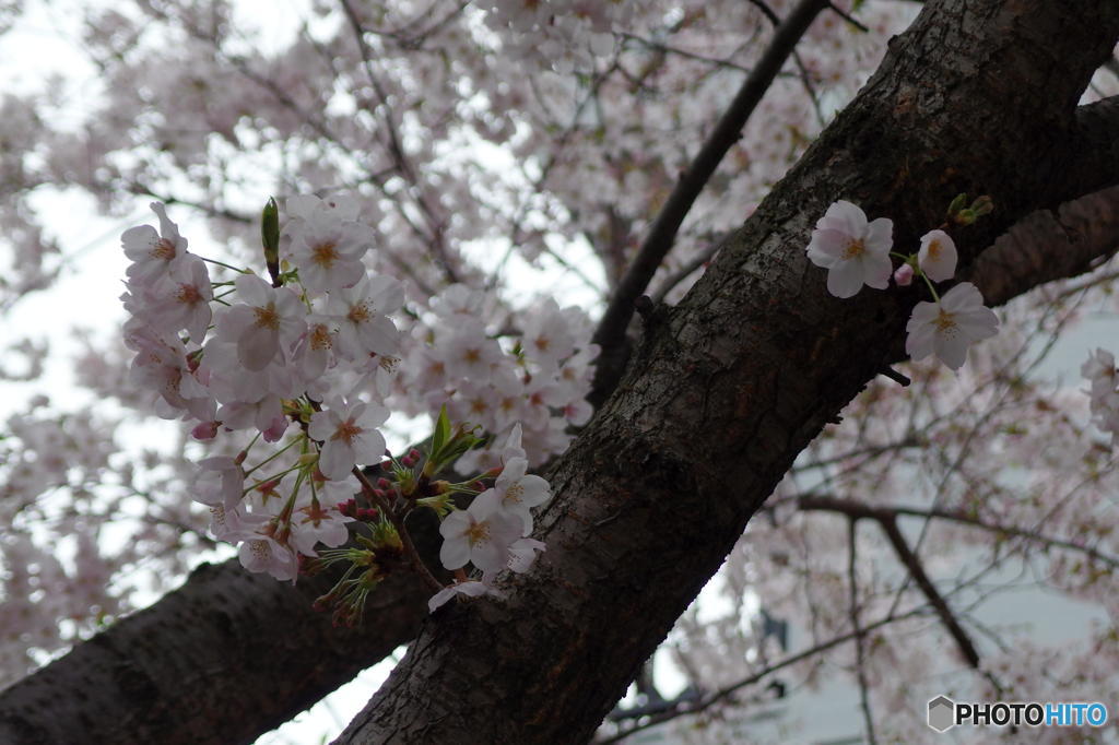 大崎の桜　その６