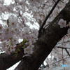 大崎の桜　その６