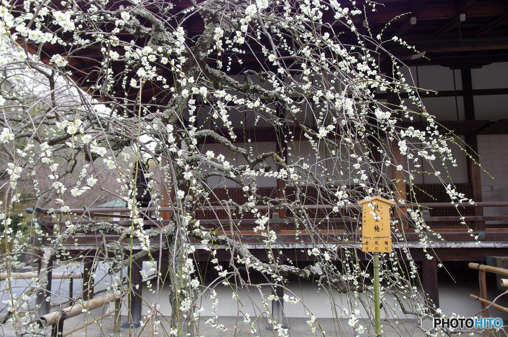 枝垂梅　その１
