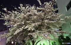 近所の桜　その２
