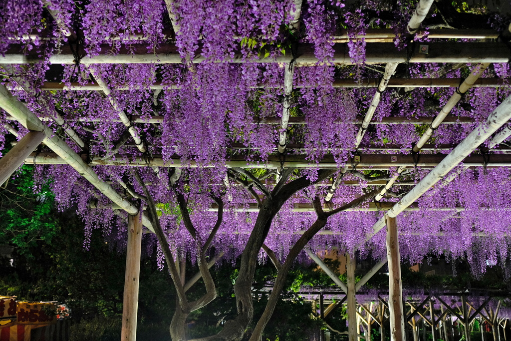 亀戸天神　２０１９卯月　その２