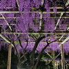 亀戸天神　２０１９卯月　その２