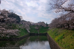 皇居の桜　その５