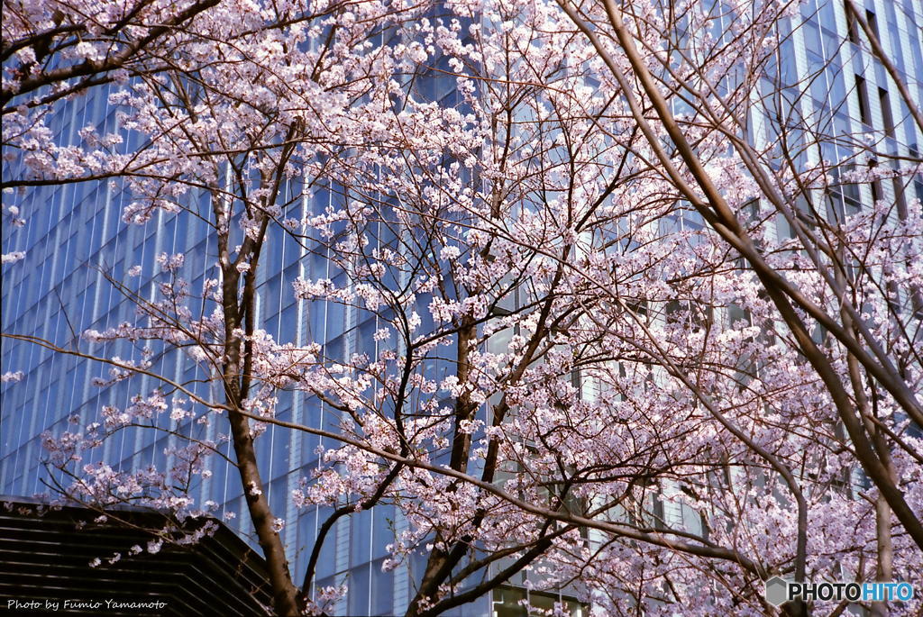 ご隠居(Nikon SP)の試写(2018年桜編)　その１