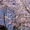 ご隠居(Nikon SP)の試写(2018年桜編)　その１
