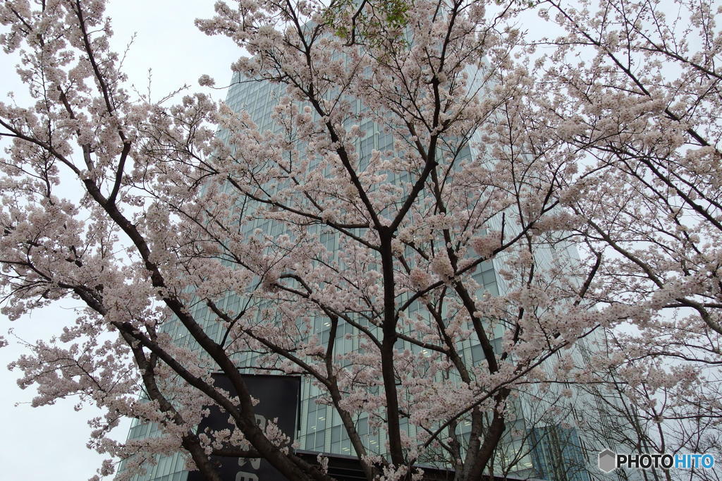 大崎の桜　その１