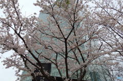 大崎の桜　その１