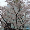 大崎の桜　その１