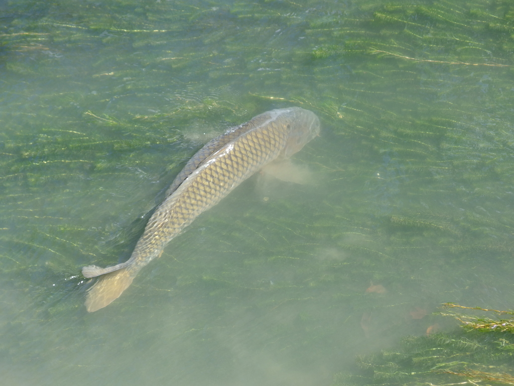 哲学の道の鯉