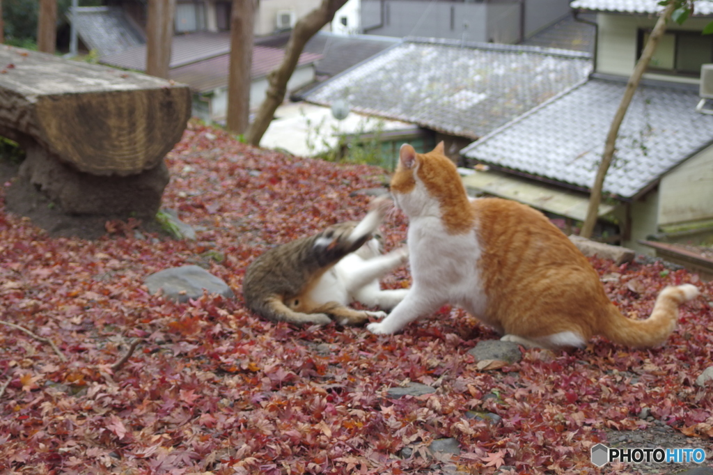 バトル開始っ！　その３
